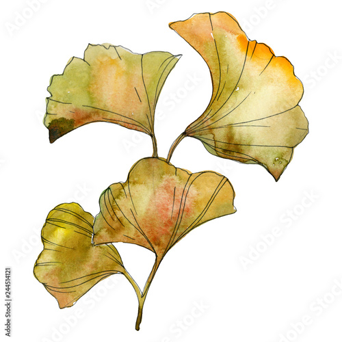 Yellow green ginkgo biloba leaf. Watercolor background illustration set. Isolated ginkgo illustration element.