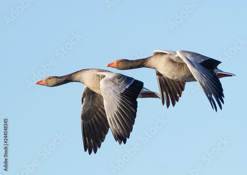 greylag goose flying