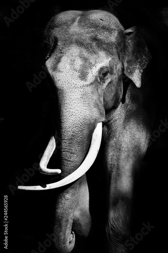 Black and white portrait elephant