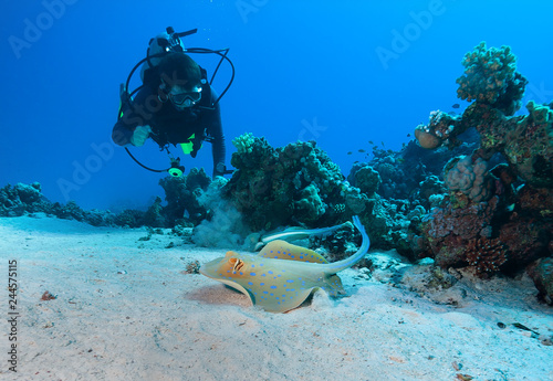 Diver and Bluespotted stingray .