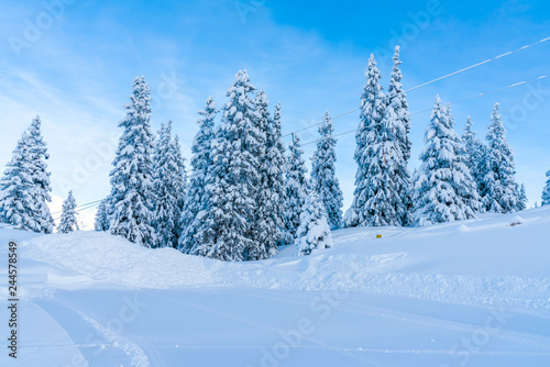 View of winter landscape with snow covered trees in Seefeld in the Austrian state of Tyrol. Winter in Austria