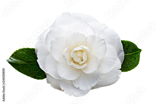 White camellia flower with dew drops isolated on white background. Camellia japonica
