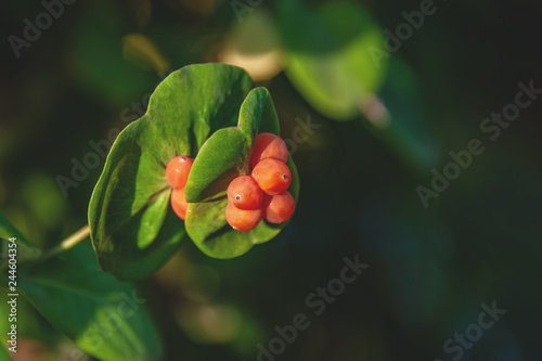 Lonicera caprifolium, the Italian woodbine, perfoliate honeysuckle, goat-leaf honeysuckle. Inedible berries