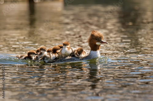 mother merganser with cute babies on her back