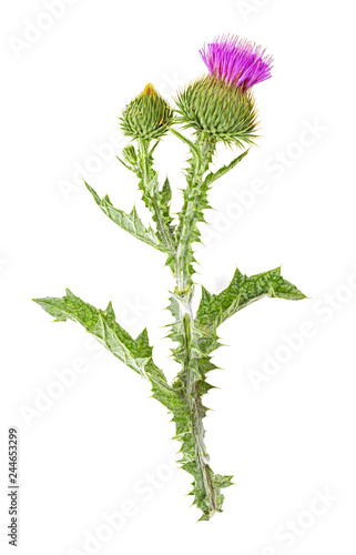 Thistle flower isolated on white background, top view.