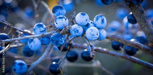 ripe berries on a branch of thorns