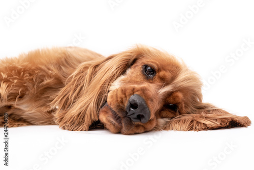 15 Month old cocker spaniel photo shoot isolated on white background