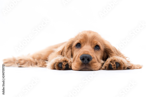 a puppy cocker spaniel photo shoot isolated on white background