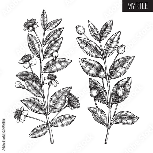 Vintage collection of Hand drawn myrtle tree sketches. Cosmetics and medicinal plant vector illustration. Botanical drawings with berries, flowers and leaves.