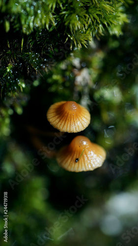 Galerina is a genus of small brown-spored saprobic mushrooms, with high toxic.