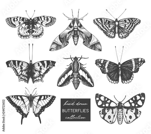 Vector collection of high detailed insects sketches. Hand drawn butterflies illustrations on white background. Vintage entomological drawings.