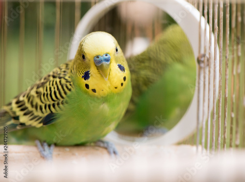 Green budgerigar parrot close up sits in cage near the mirror. Cute green budgie.