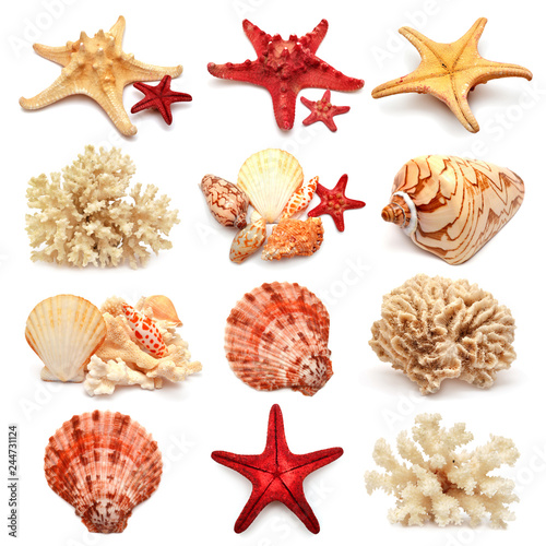 Collection of sea stars, shells and coral isolated on white background. Flat lay, top view. Creative concept, marine life