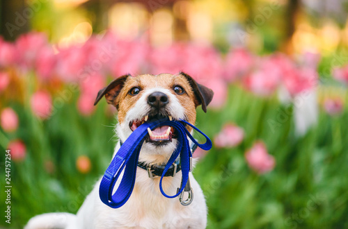 Dog ready for a walk carrying leash in mouth at nice spring morning