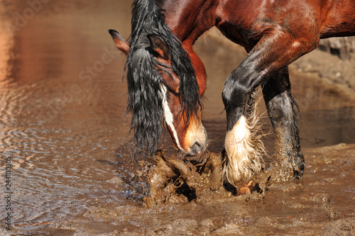 Bay draft horse with black mane splashes muddy water standing in a puddle. Horizontal, side view, portrait.