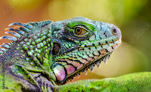 Iguana verde en primer plano venezuela