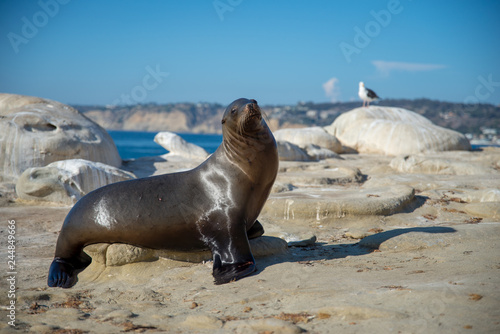 Sea Lions of La Jolla Cove, San Diego, California 