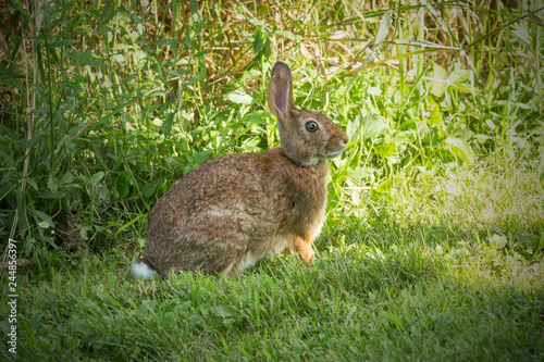 New England cottontail rabbit in South Windsor, Connecticut.