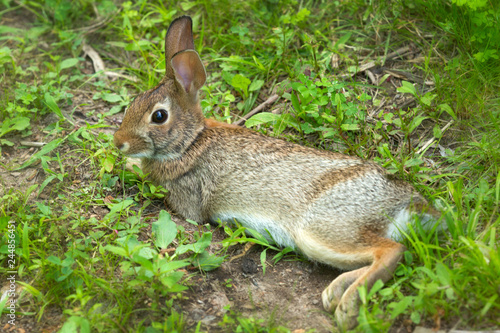 New England cottontail rabbit in South Windsor, Connecticut.