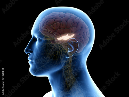 3d rendered medically accurate illustration of the hippocampus