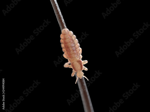 3d rendered illustration of a head louse