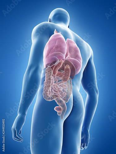 3d rendered medically accurate illustration of the human organs