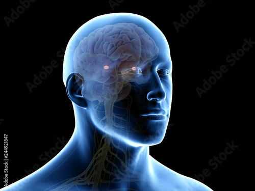 3d rendered medically accurate illustration of the amygdaloid body