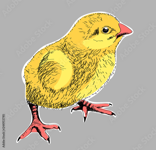 chick 02