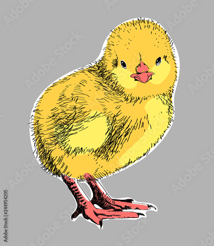 chick 04