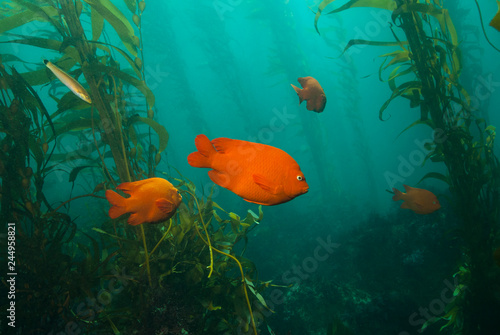 Orange Garibaldi Damsel Fish swimming between giant kelp plants