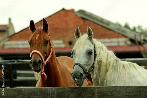 Dwa araby - konie