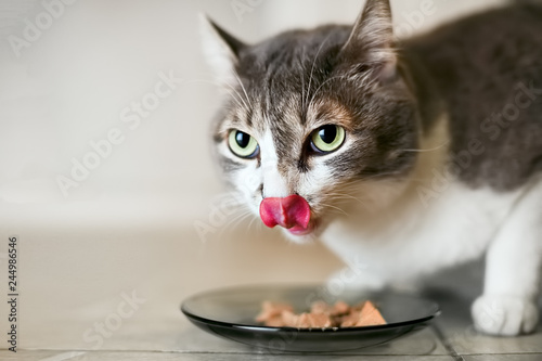 The cat eats the food and licks a big language. Shooting a pet from a lower angle. The look of the animal is directed to the place to copy