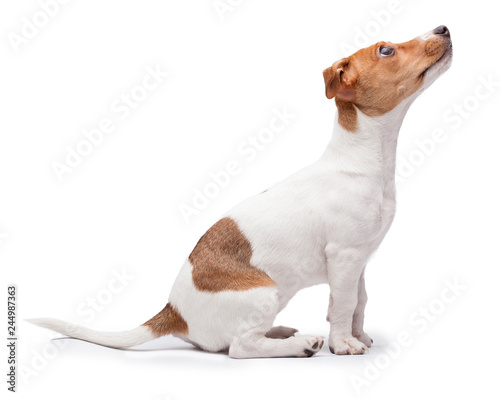 small dog Jack Russell terrier isolated on the white background