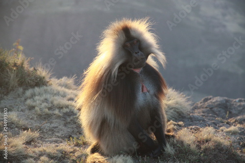 małpka siedząca na krawędzi skały w popołudniowym słońcu