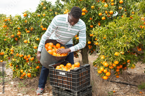 Portrait of African man on mandarins plantation