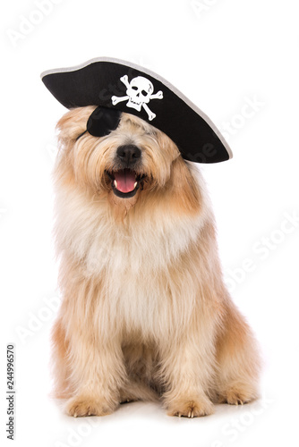 Adult elo dog disguised as a pirate on white background