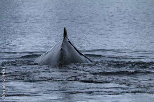 wystający z wody grzbiet wieloryba kaszalota pływającego na wolności u wybrzeży antarktydy