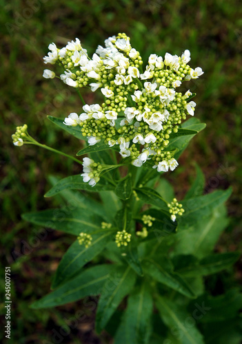 Flowers of the horseradish