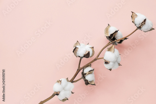 Cotton flower on pastel pale pink paper background, overhead. Minimalism flat lay composition for bloggers, artists, social media, magazines. Copyspace, horizontal