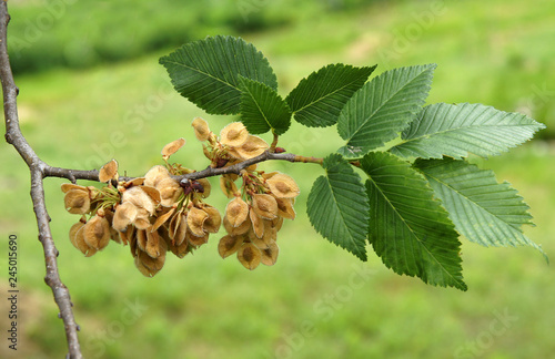 leaves and fruits of the field elm