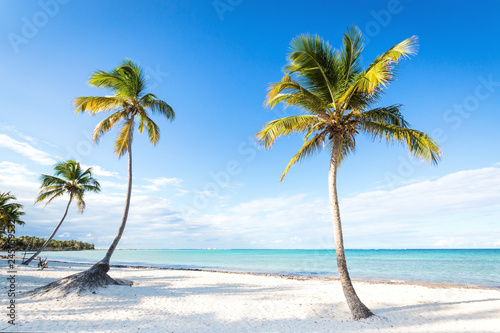 Coconut palm trees an pristine bounty beach