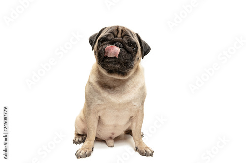 Cute pet dog pug breed sitting and smile with happiness feeling so funny and making serious face. Purebred and smart dog isolated on white background. The friendly concept