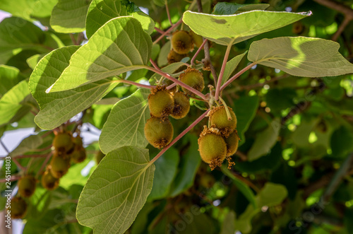 Kiwi Fruit, Actinidia deliciosa