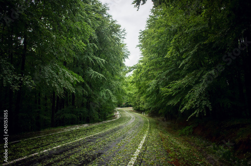 Green layer of broken leaves after a powerful hale storm on Transfagarasan road, Transylvania, Romania