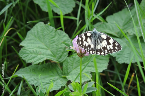 A black and white butterfly with open wings on a red clover, the marbled white