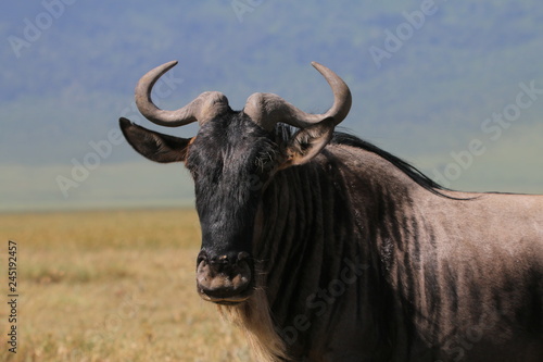 portret antylopy gnu w parku serengeti z bliska
