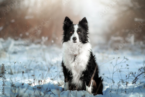 border collie dog beautiful winter portrait in a snowy forest magic light 