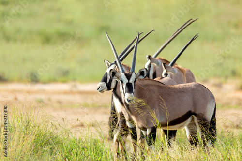 Gemsbok, Oryx gazella in Kalahari, green desert with tall grass after rain season. Kgalagadi Transfrontier Park, South Africa wildlife safari