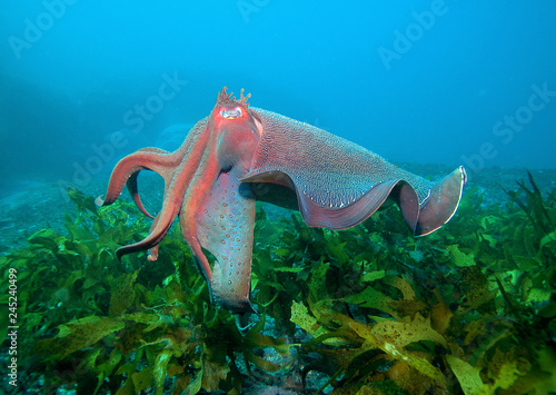 Giant cuttlefish in ocean