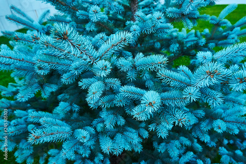  blue spruce close-up in the city Park